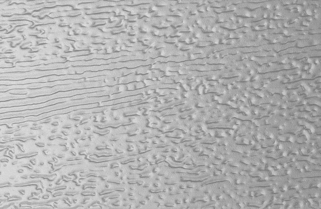 panels-woodgrain.jpg